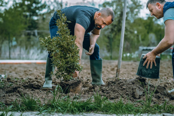 Best Grass Overseeding  in Gleed, WA