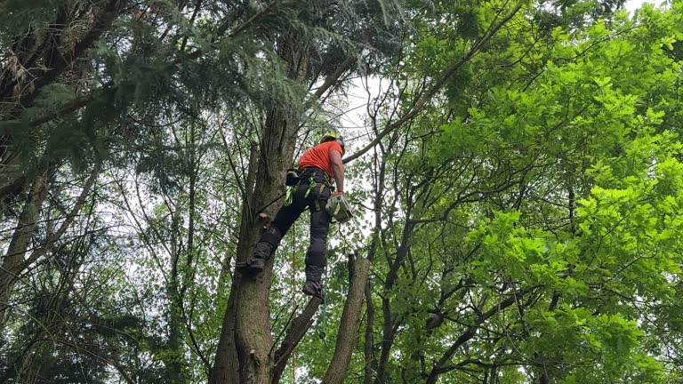 Best Tree Maintenance Programs  in Gleed, WA