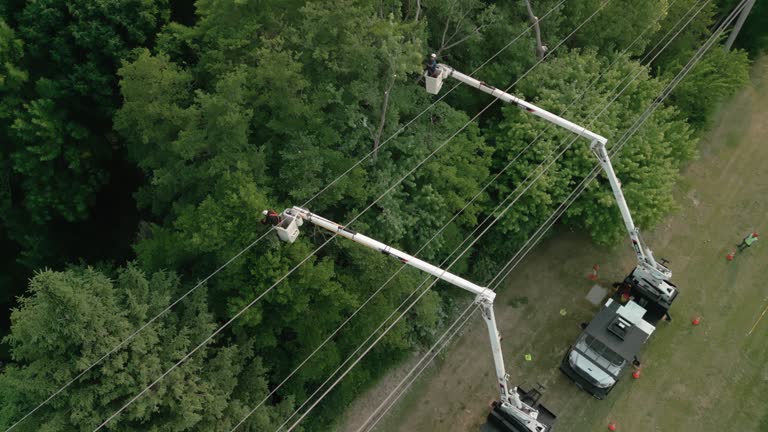 Best Commercial Tree Services  in Gleed, WA