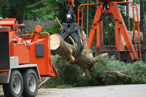 Best Tree Cabling and Bracing  in Gleed, WA