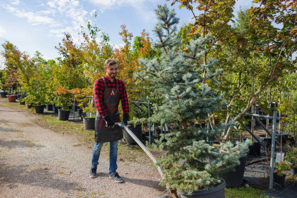 Best Tree Risk Assessment  in Gleed, WA